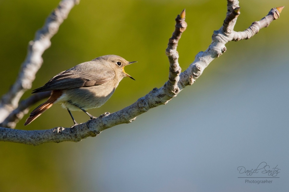 Rabirruivo-preto fêmea (Phoenicurus ochruros),Parque Ribeirinho de Faro, Faro